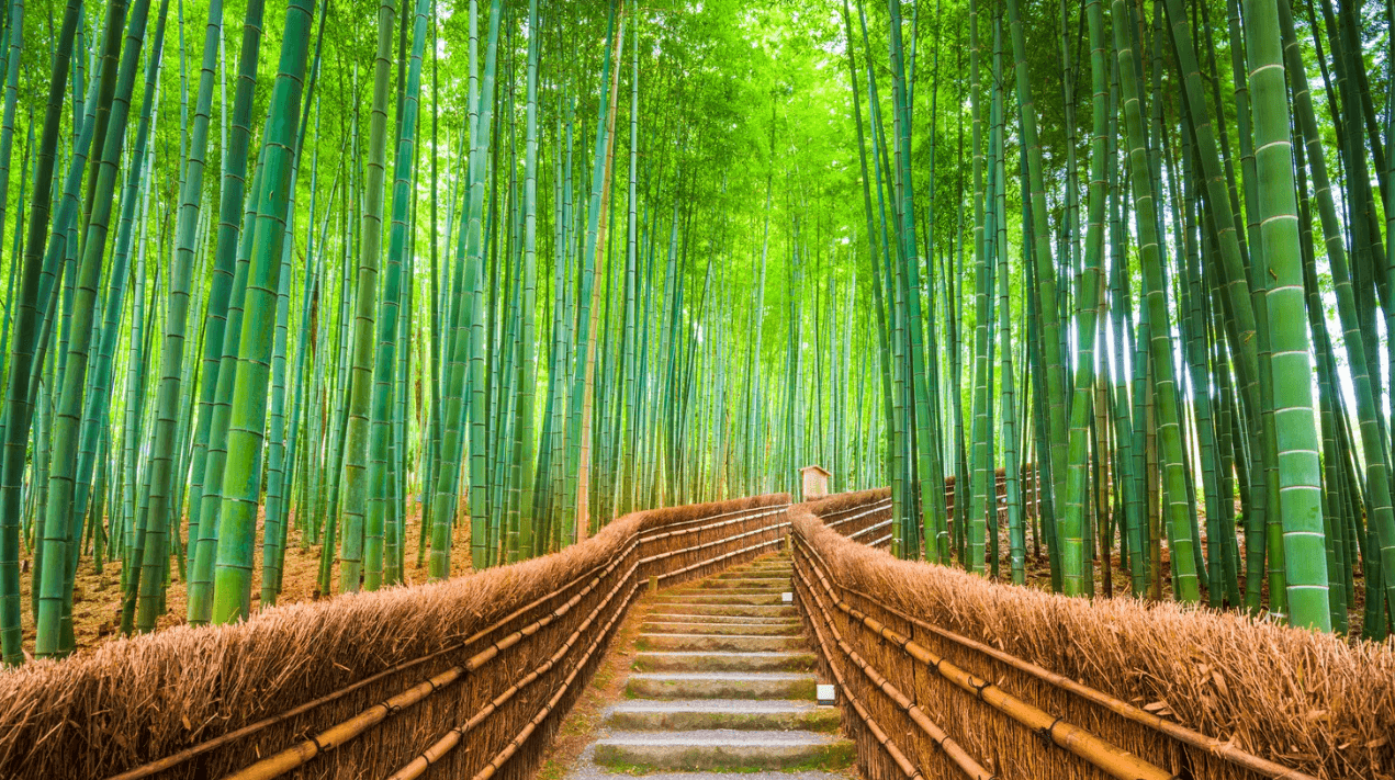 Bosque de Bambú - Kioto - Japón