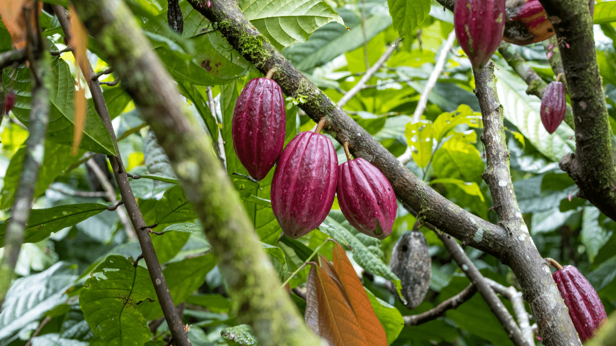 Experiencia Costa Rica