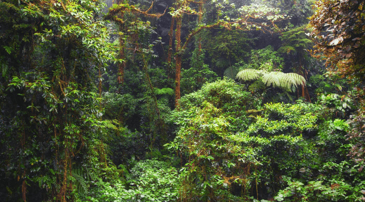 Monteverde - Costa Rica